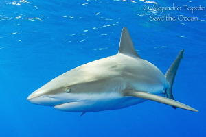 Shark close up, Gardens of the Queen  Cuba by Alejandro Topete 